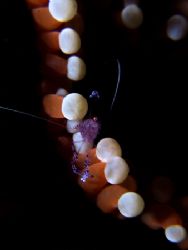 Taken in Lembeh/ Indonesia by Mike Kreklau 